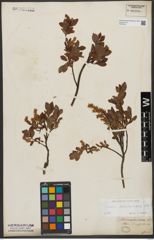 Foto von Salix waldsteiniana Willd.